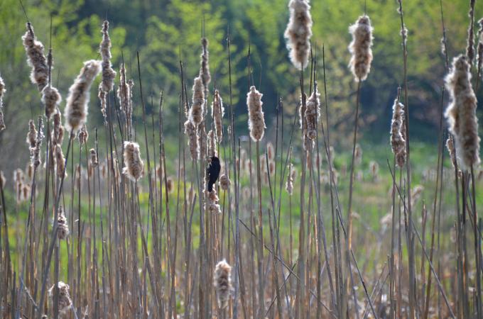Bird on reeds in Angelica park