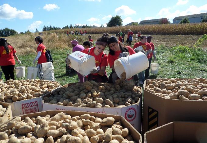 Volunteers gather potatoes