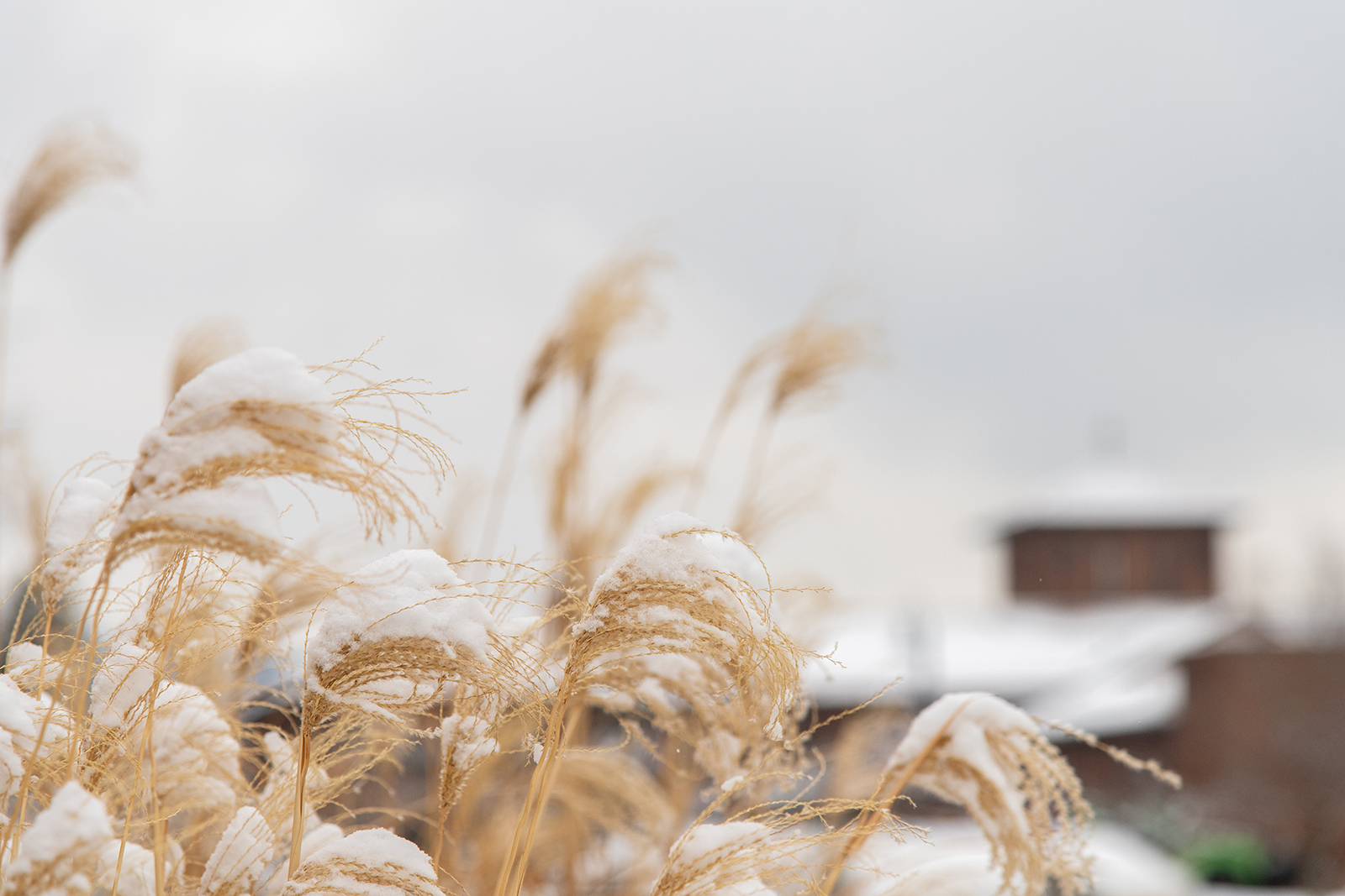 Winter Sustainability