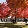 Campus trees in autumn 