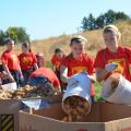 Volunteers collect potatoes