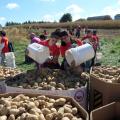 Volunteers gather potatoes