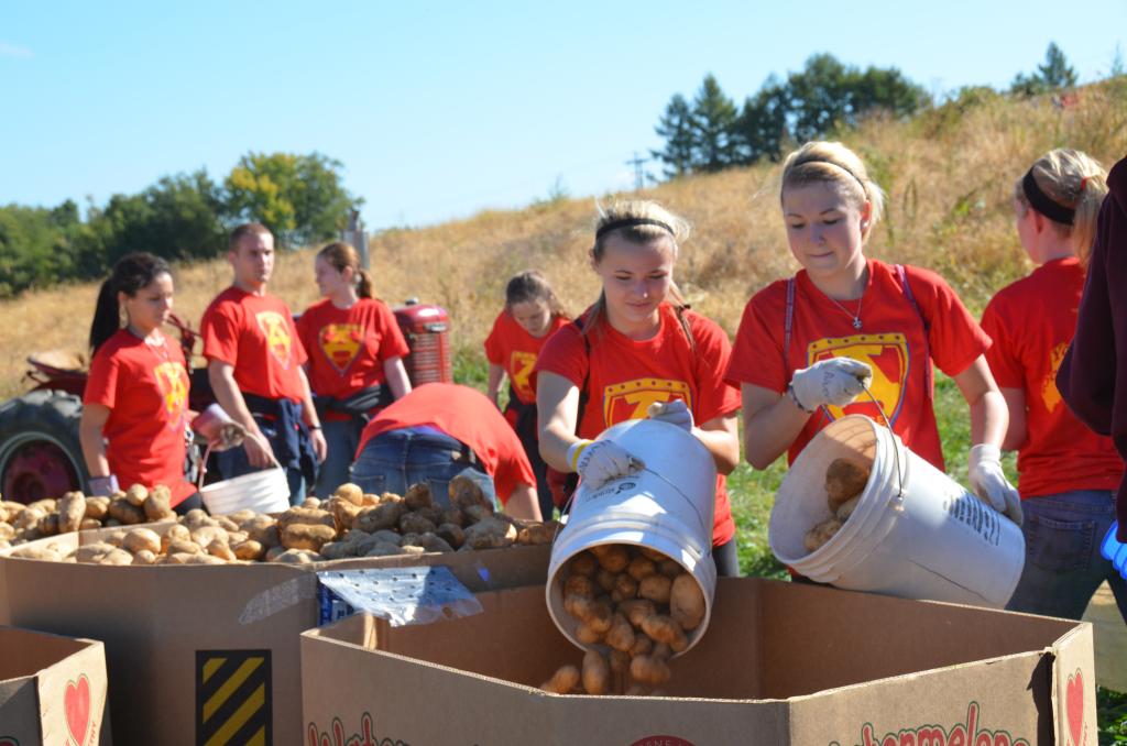 Volunteers collect potatoes
