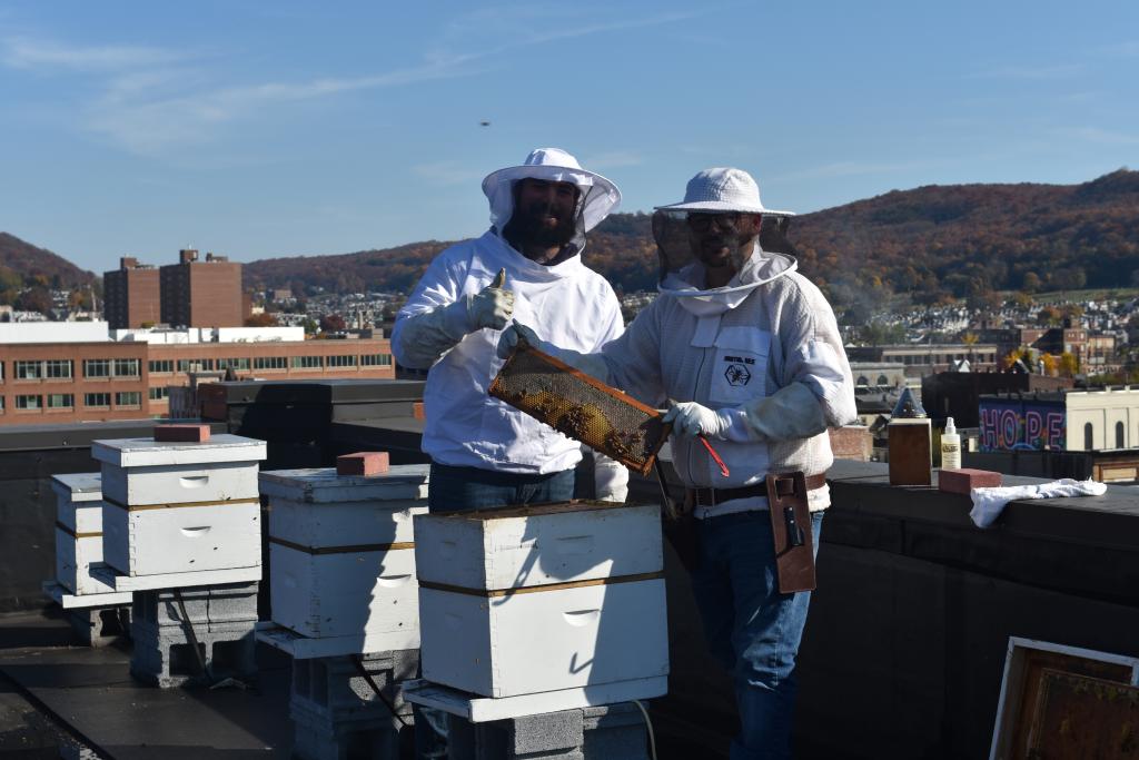 Bees on CollegeTowne roof