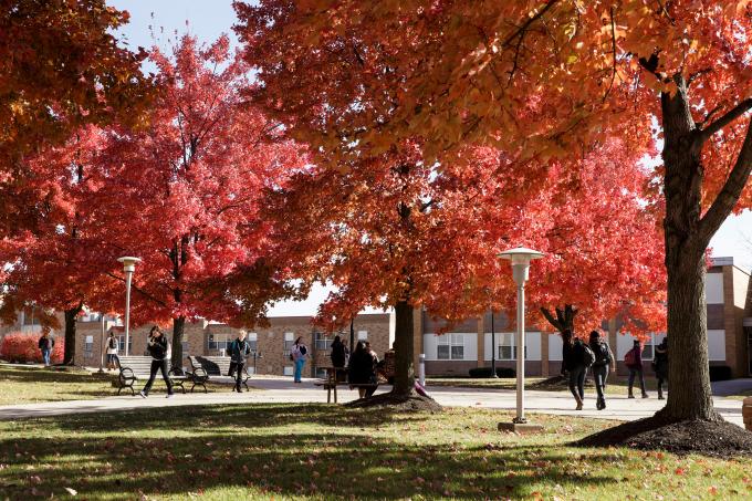 Campus trees in autumn 