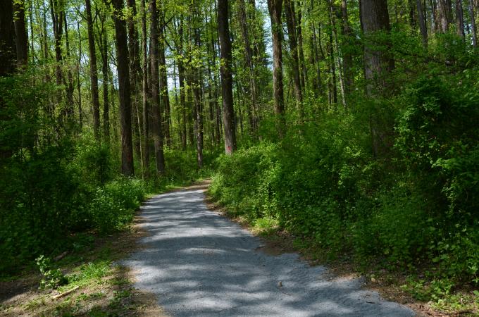 Environment Outdoor Woods Forest