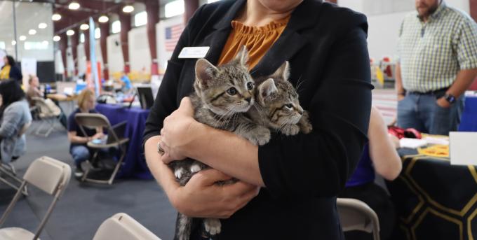 Animal Rescue League Cats