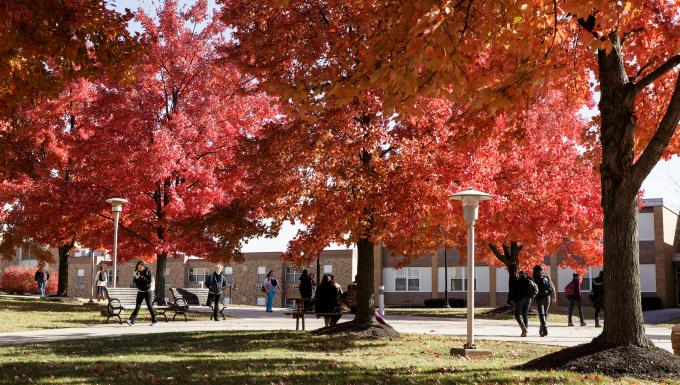Campus trees in autumn 