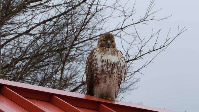 Alvernia Hawk on Campus February 2020