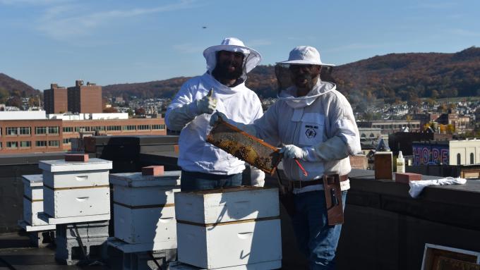 Bees on CollegeTowne roof