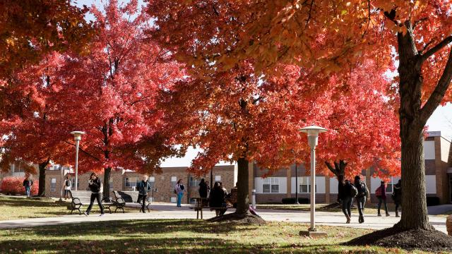 Campus trees in autumn 