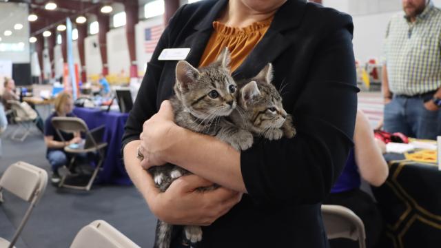 Animal Rescue League Cats