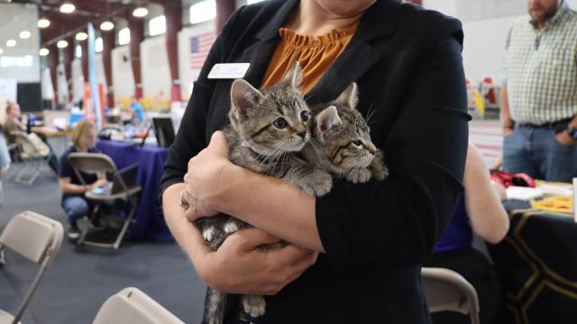 Animal Rescue League Cats