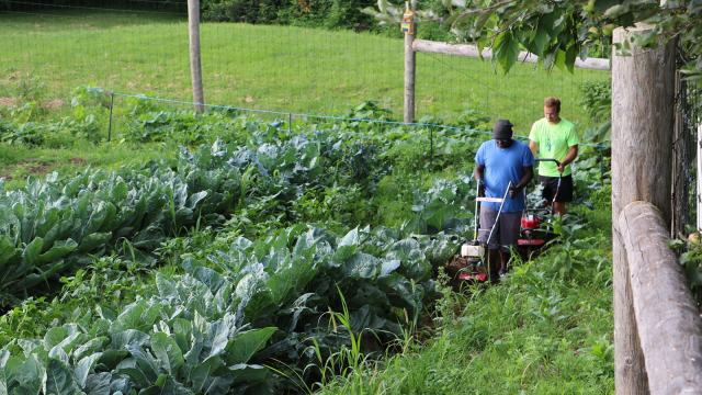 EcoHouse Garden Bog Turtle Sustainability